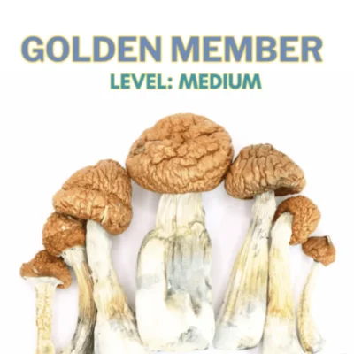 Gold member mushroom strain with rich golden caps